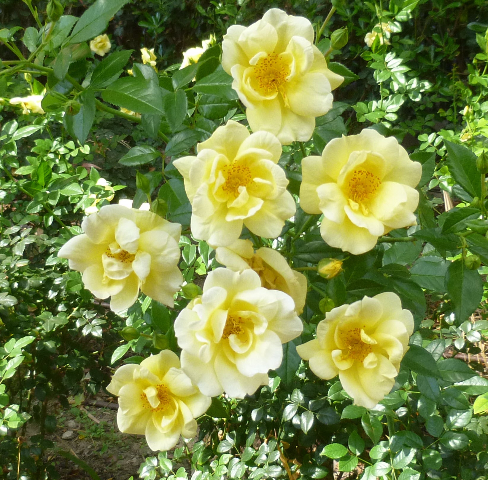 Sunny California Roses