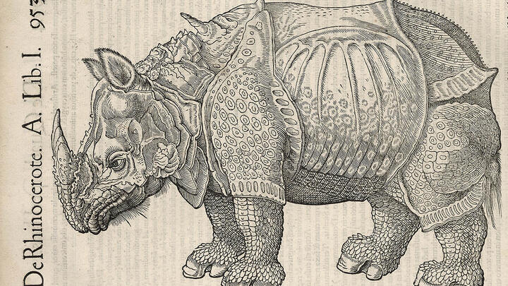 Engraving of a rhinoceros