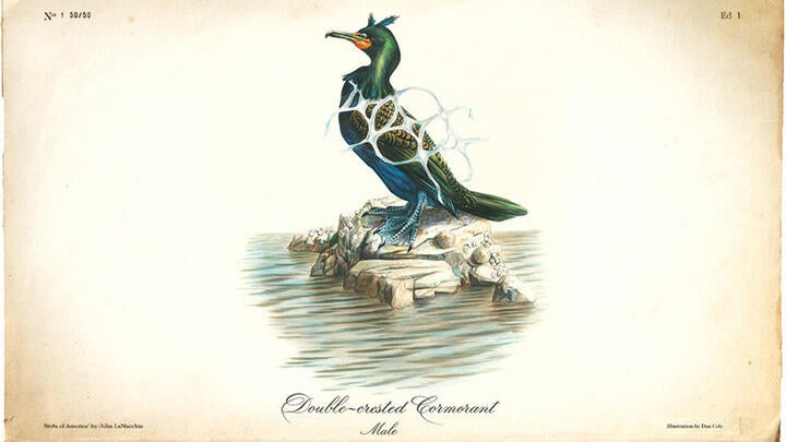 Double-crested Cormorant by John LaMacchia from his “Birds of America” series