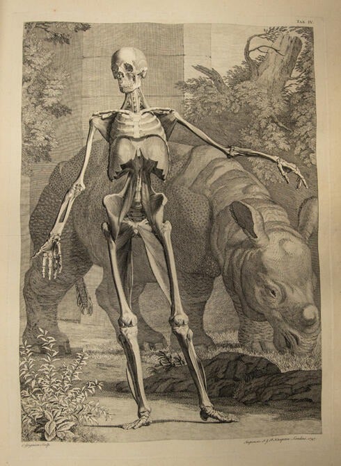 Bernhard Siegfried Albinus Tables of the Skeleton and Muscles of the Human Body 1749. Albinus went to great personal expense to produce this gorgeous folio. The work is more than two feet tall and is fancifully engraved by artist Jan Wandelaar, who also did the artwork in our 1725 Vesalius.