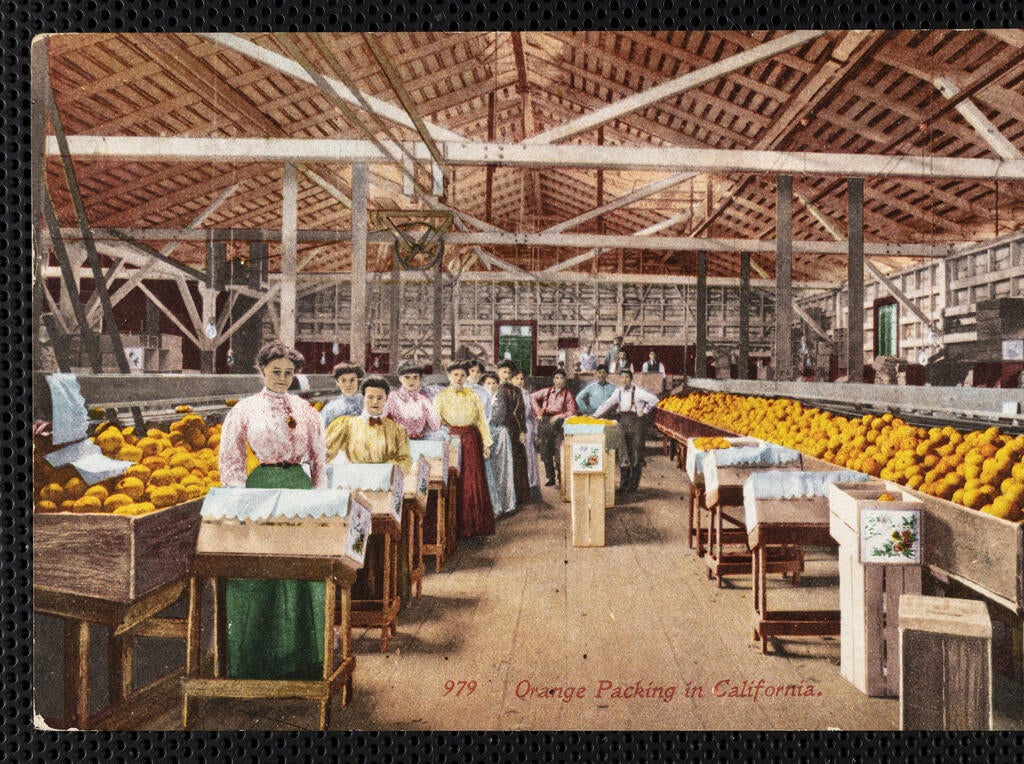 "Orange packing in California", postcard, 1913-07-10, courtesy of the Workman and Temple Family Homestead Museum, City of Industry, California