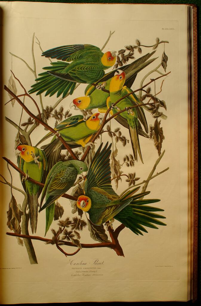 Audubon, Carolina Parrot