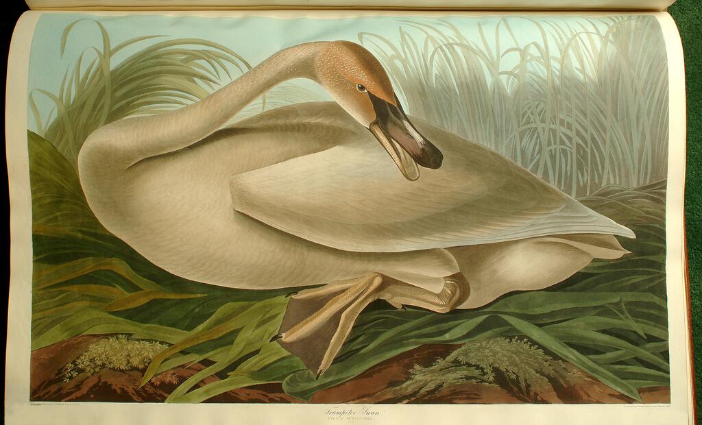 Audubon, Trumpeter Swan