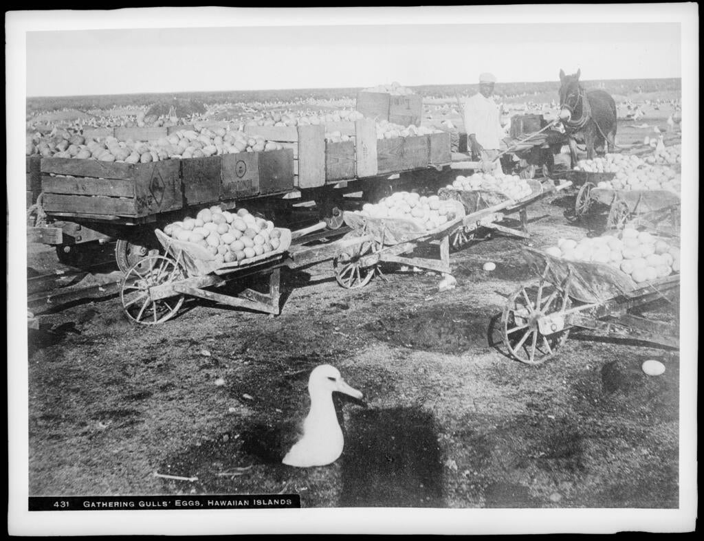 Gathering gull eggs, Hawaii, 1907