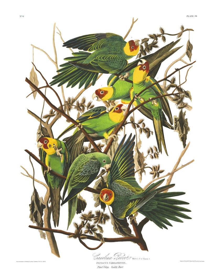 John James Audubon, Carolina Parakeet, Birds of America, 1827–1838