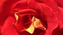 Cardinal and gold rose